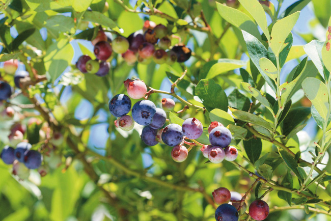 Osakikamijima blueberries